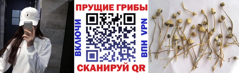 Псилоцибиновые грибы Cubensis  Балей 